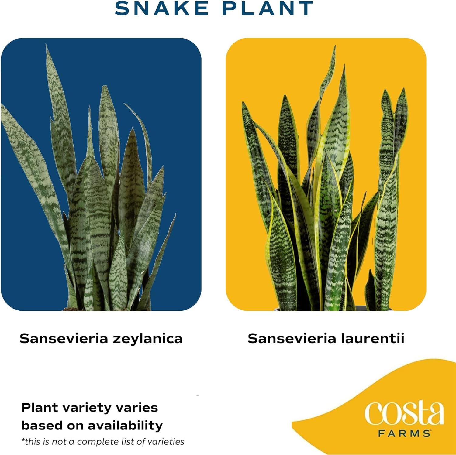 Snake Plant Live Indoor Plant, 12-Inch Tall, Green, Yellow E588
