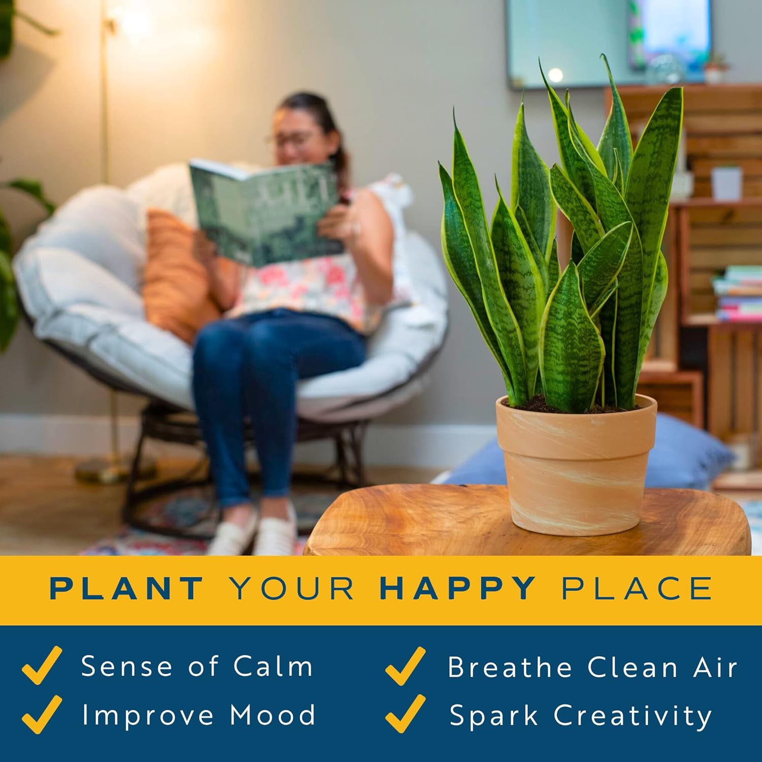 Snake Plant Live Indoor Plant, 12-Inch Tall, Green, Yellow E588