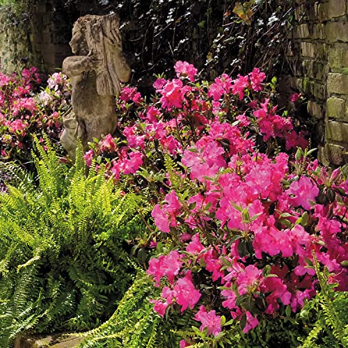 Pink Flowering Shrub Q57582