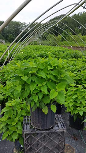 White Smooth Hydrangea Shrub P4844