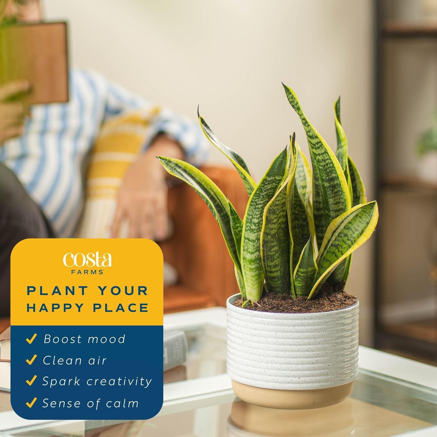 Snake Plant Live Indoor Plant, 12-Inch Tall, Green, Yellow E588