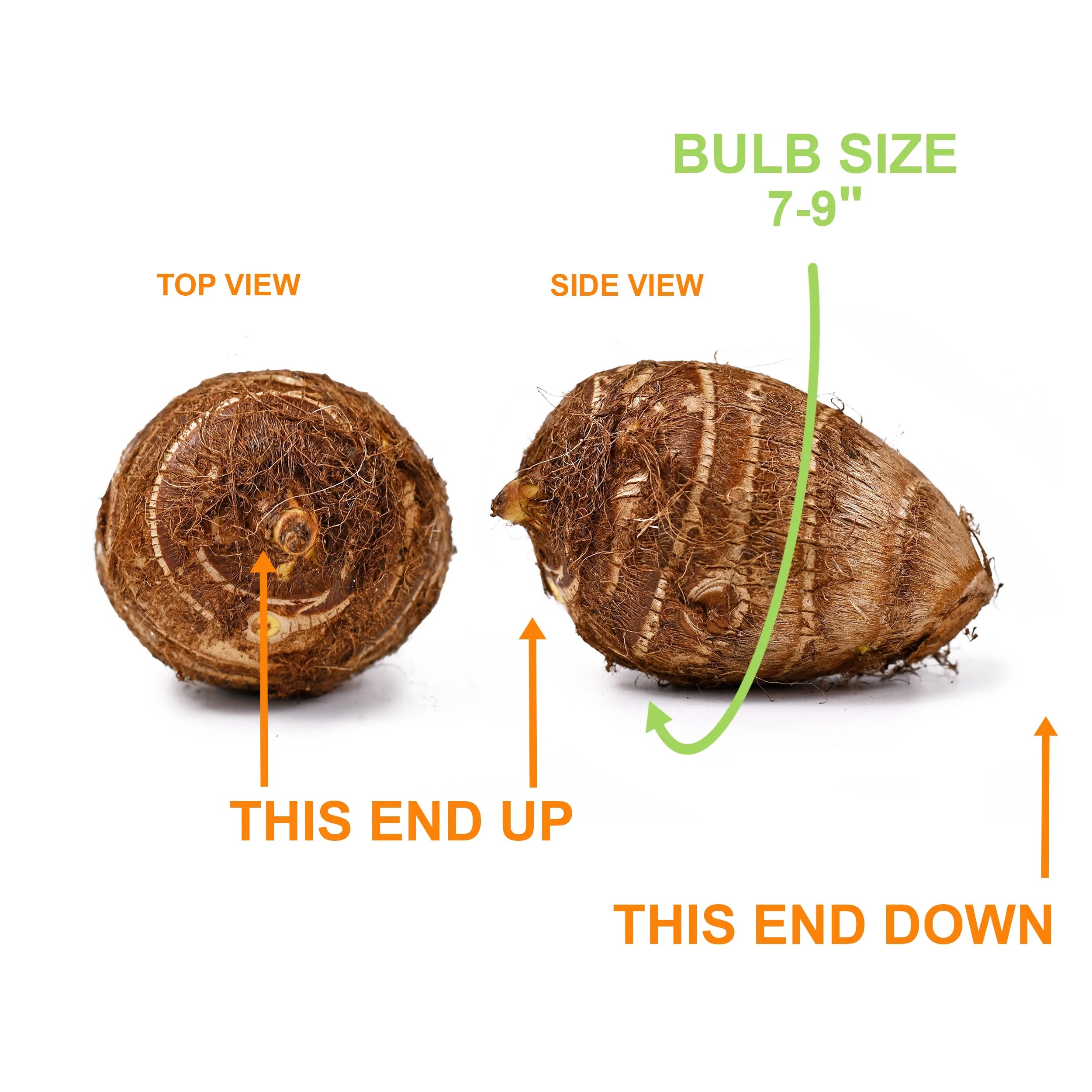 Elephant Ear Bulbs, 7/9 inches (Bag of 1) T901